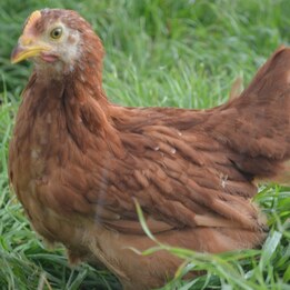 Pondeuse rousse 6 semaines