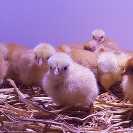 Poussin cou nu roux 1 jour
