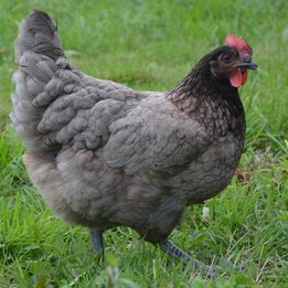 Poule pondeuse cendrée prête à pondre