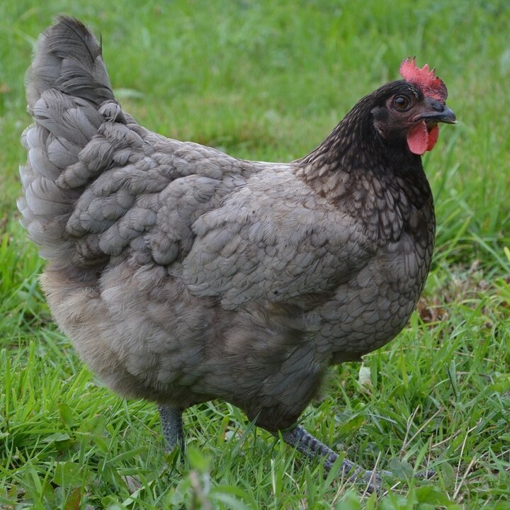 Poule pondeuse cendrée prête à pondre