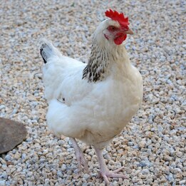 Poule Sussex pondeuse adulte prête à pondre dans la basse-cour