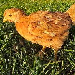 Poulet roux démarré 4 semaines
