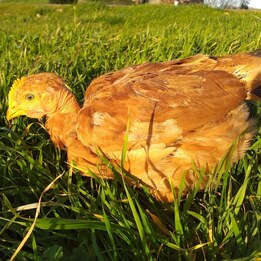 Poulet cou nu roux démarré 4 semaines
