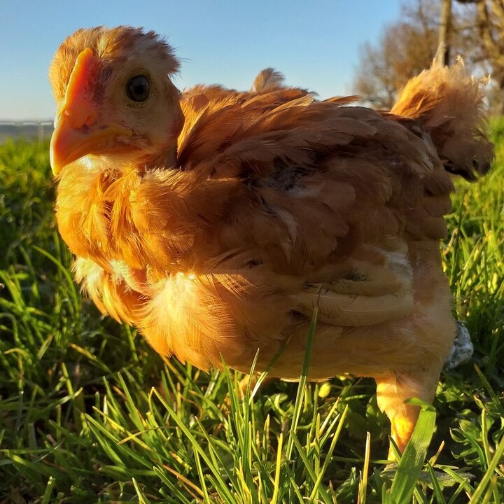 Poulet cou nu roux démarré 4 semaines