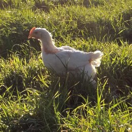 Poulet de chair blanc