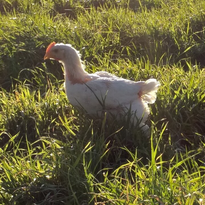 Poulet de chair blanc