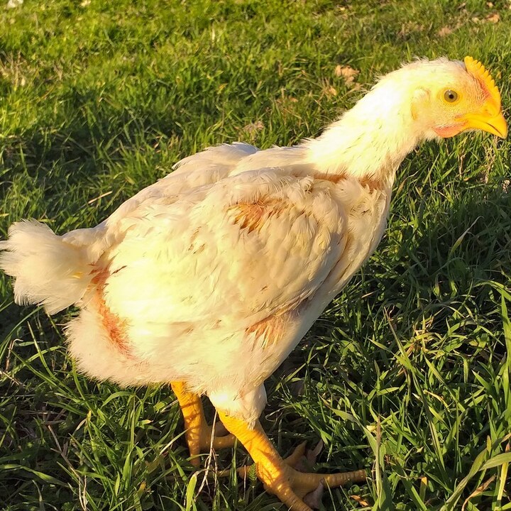 Poulet de chair blanc