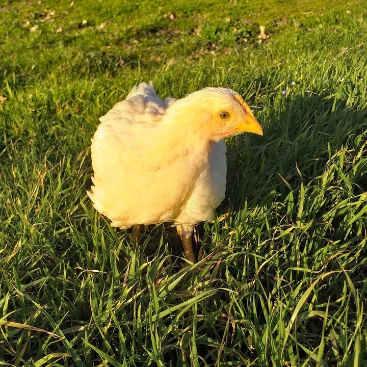 Poulet de chair blanc