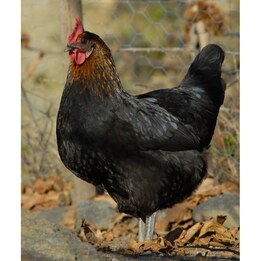 poule pondeuse noire prête à pondre