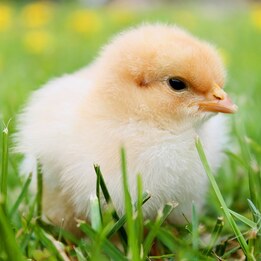 Poussin roux 1 jour – poulet fermier