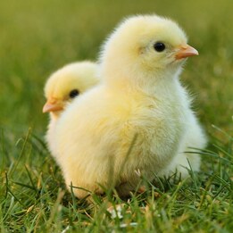 Poussin blanc 1 jour – croissance rapide