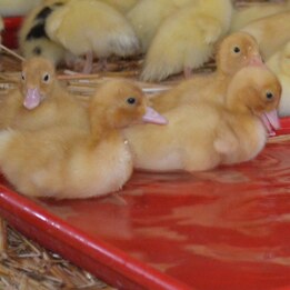 Canard Pékin démarré de 2 semaines