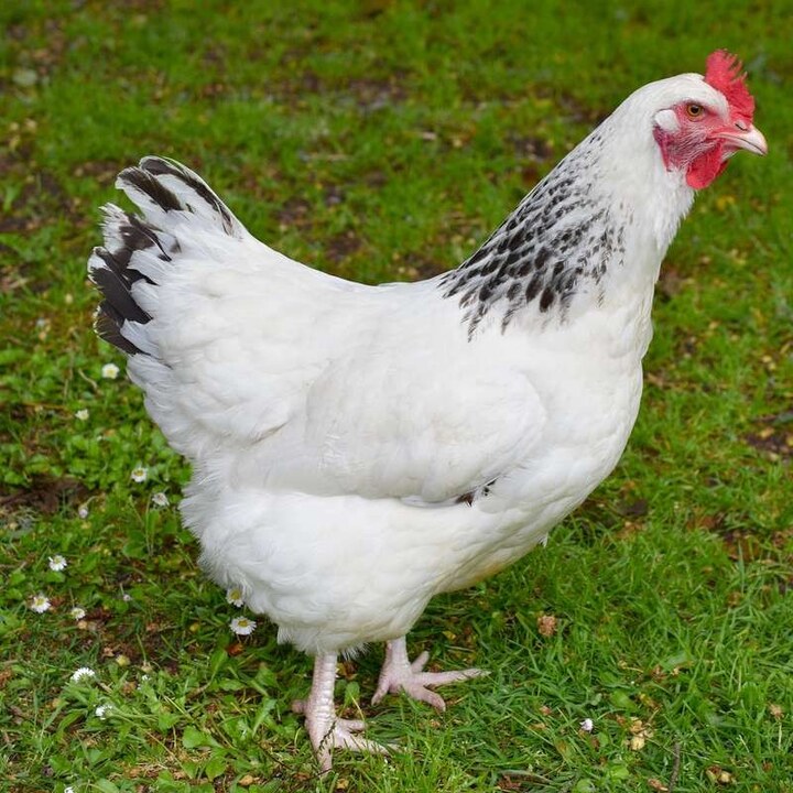 Poule Sussex pondeuse adulte facile à élever en extérieur