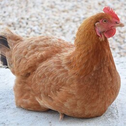 Poule pondeuse rousse