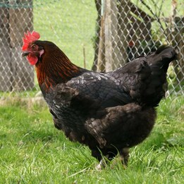 Poule Pondeuse Marans