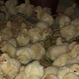 Dindonneau blanc mâle 1 jour