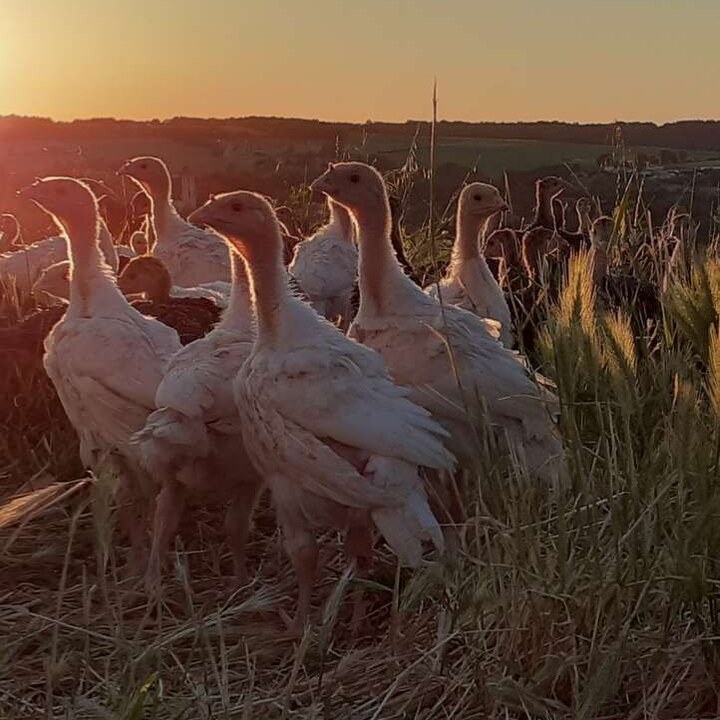 Dindon blanc mâle démarré 5 semaines
