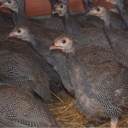 Pintade démarrée de 6 semaines