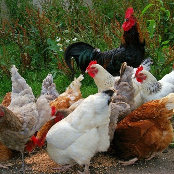 Poules pondeuses