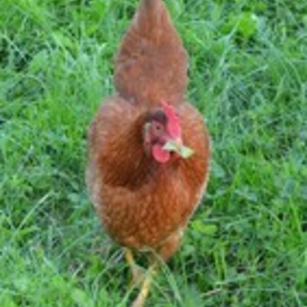 Pondeuse rousse