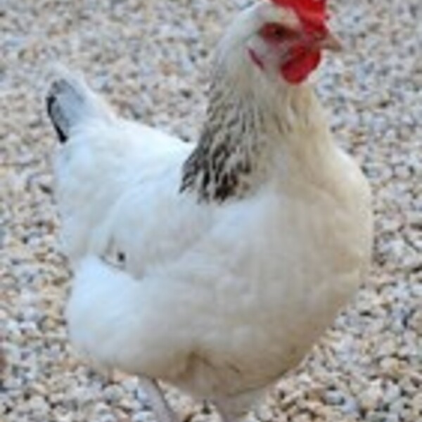 Poule Sussex pondeuse – Vente et conseils d’élevage