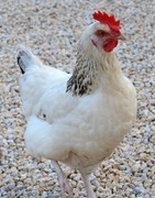 Poule Sussex pondeuse – Vente et conseils d’élevage