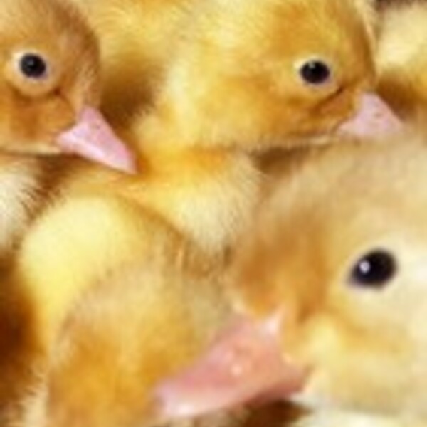 Canard Pekin