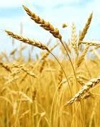 Alimentation volailles et palmipèdes