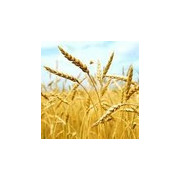Alimentation