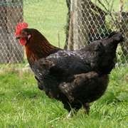 Marans