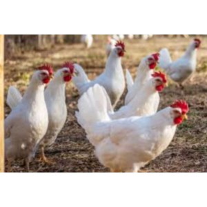 Poule pondeuse Azur (Oeuf bleu)