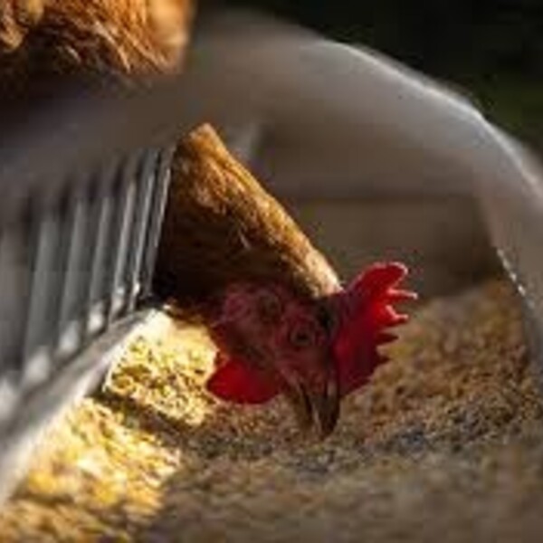 Aliment complet pour poule pondeuse