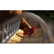 Poule pondeuse