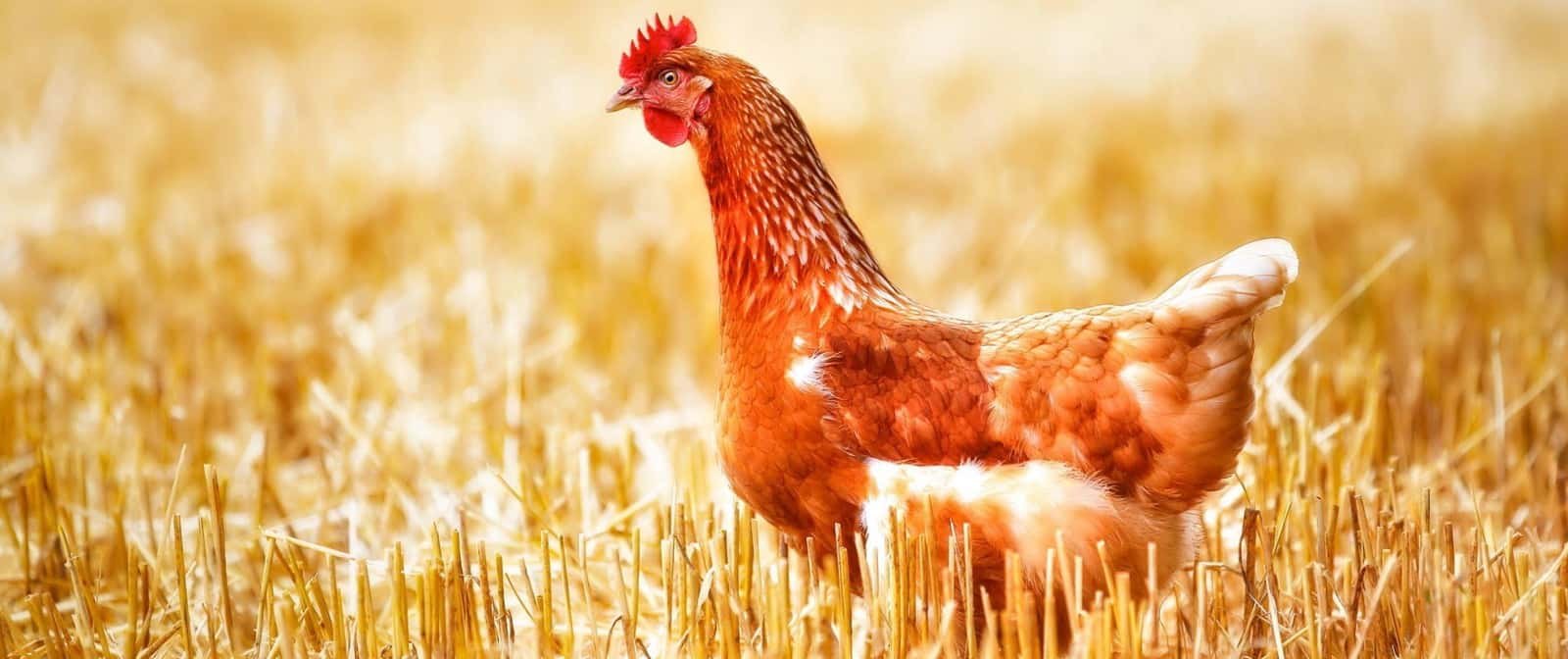 Élevées en plein air, au rythme de la nature