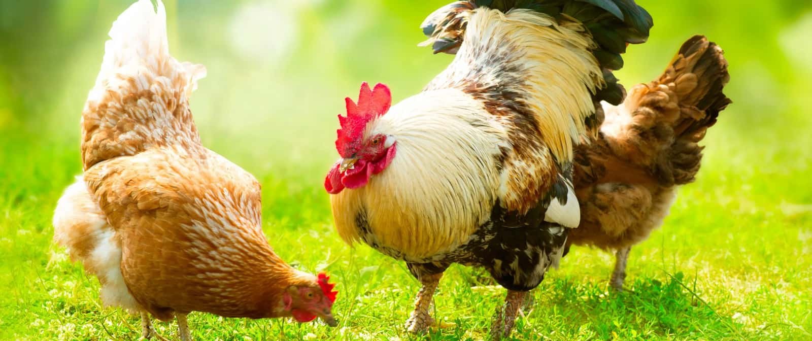 Les meilleures souches, sélectionnées pour vous