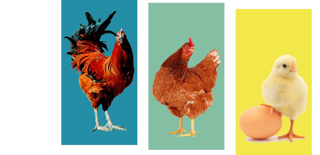 Coq, poule et poussin de la ferme